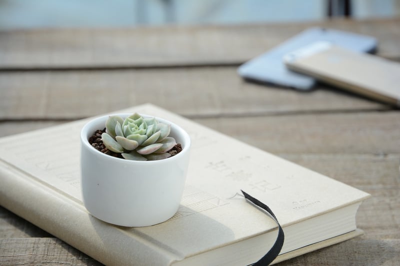 Plant Pot