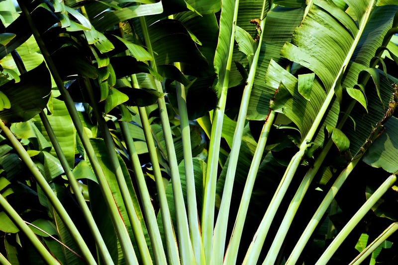 Tropical Paradise
